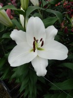 [5214 Bendigo VZ No02.JPG]